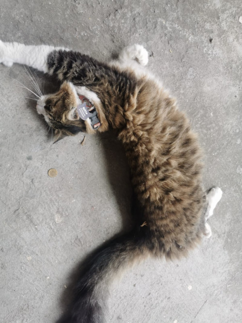 Kitty