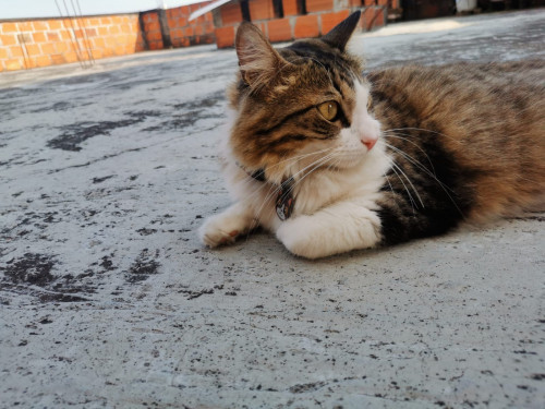 Kitty