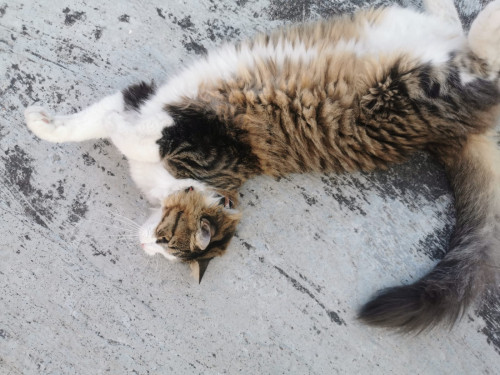 Kitty