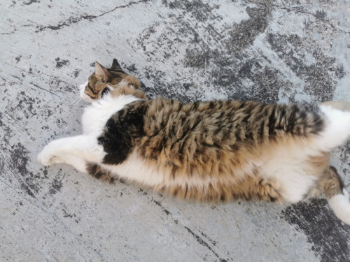 Kitty