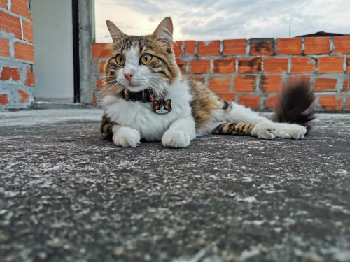 Kitty
