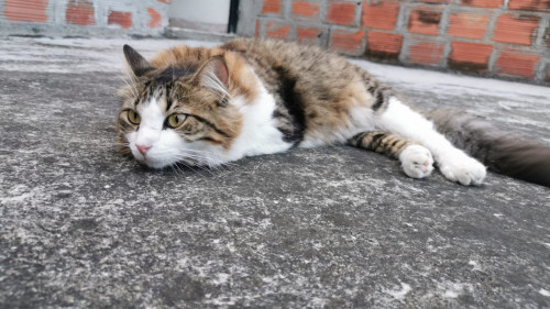 Kitty