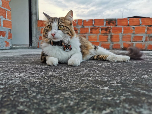 Kitty