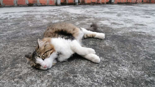 Kitty