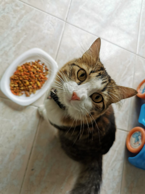 Kitty