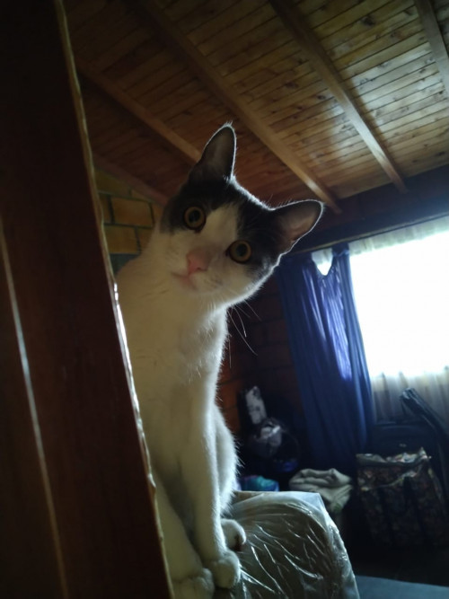 Gandalf 