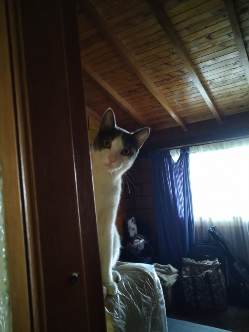 Gandalf 