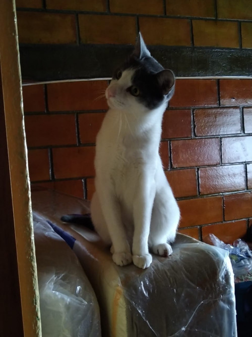 Gandalf 
