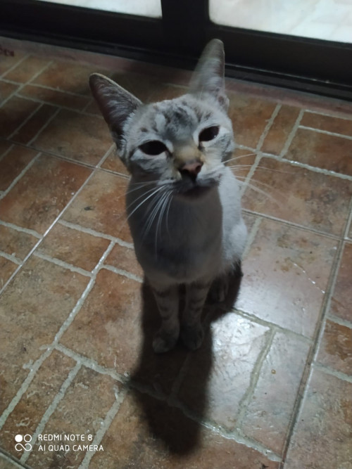 Estrellita