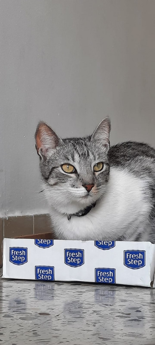 Odin