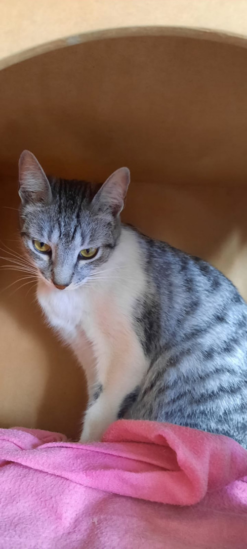 Odin
