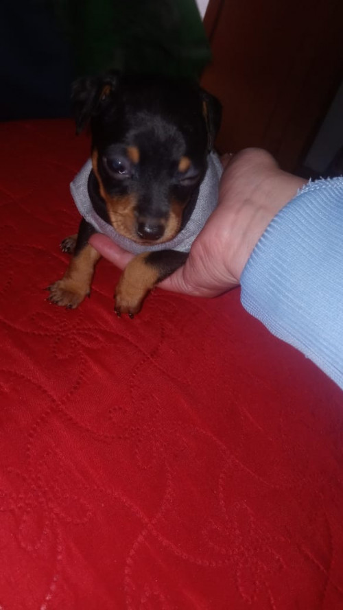 Roky Quintero