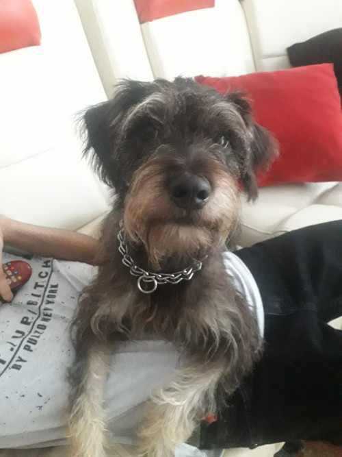Toby