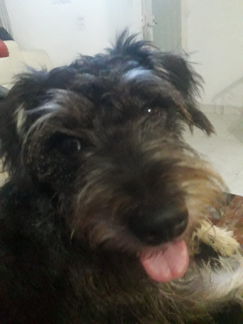 Toby