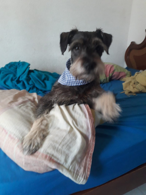 Toby