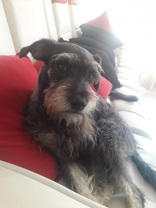 Toby