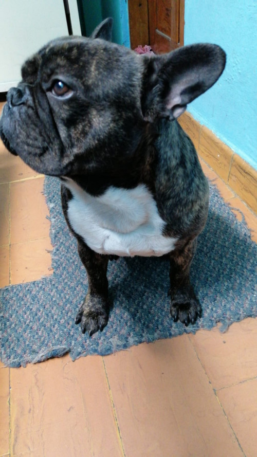 Rocky