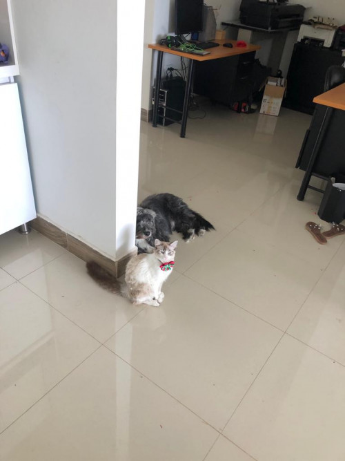 Milú 