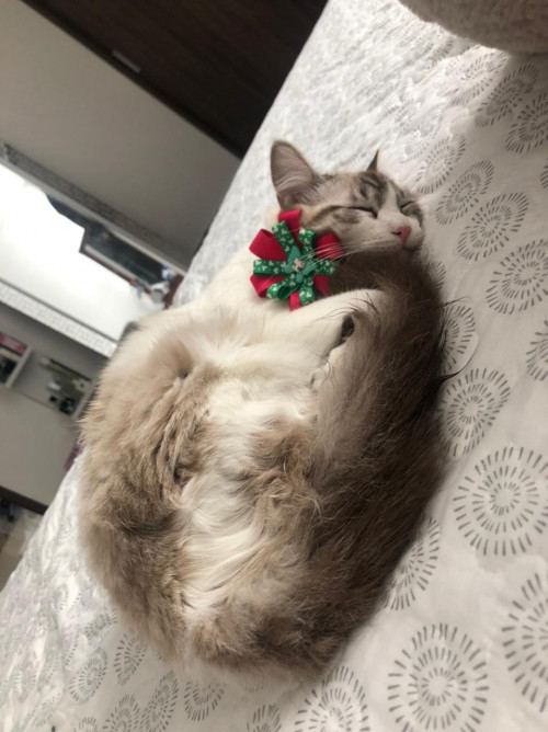 Milú 