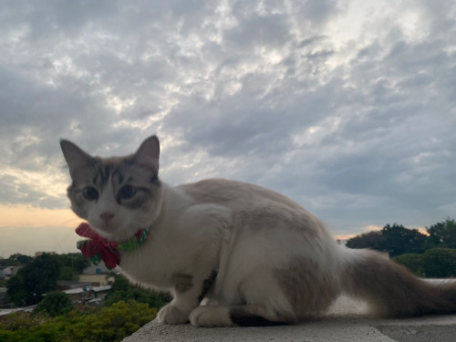 Milú 