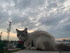 Foto de Milú  en Cali Valle del Cauca #27