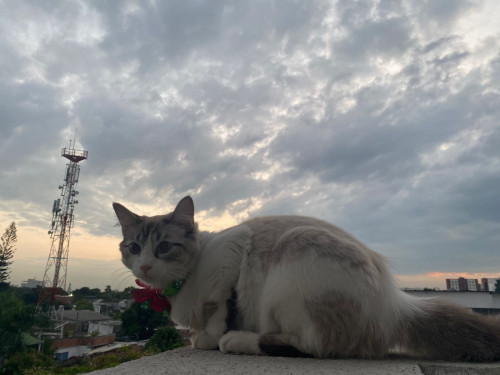 Milú 