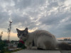 Foto de Milú  en Cali Valle del Cauca #26