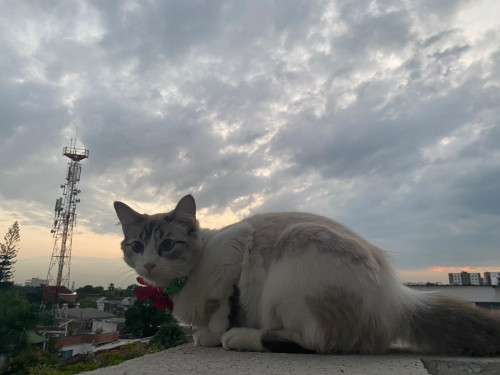 Milú 