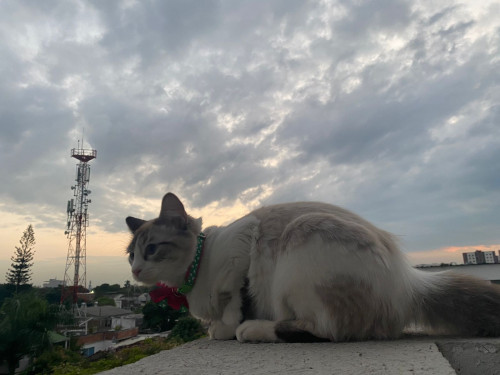 Milú 