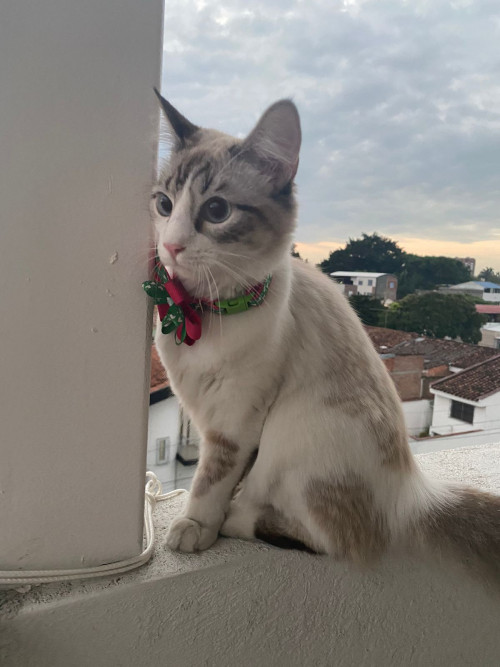 Milú 