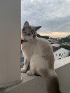 Foto de Milú  en Cali Valle del Cauca #23