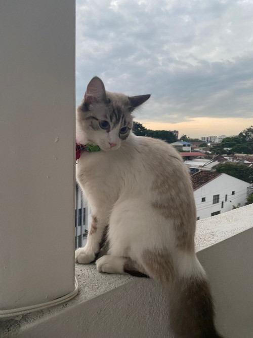 Milú 