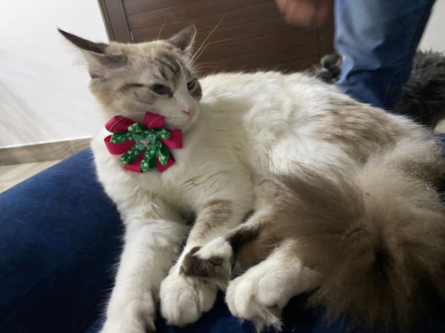 Milú 