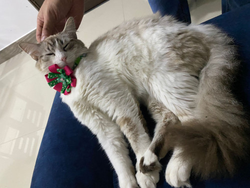 Milú 