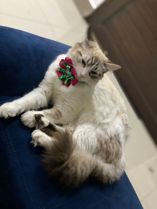 Milú 