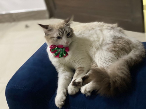 Milú 