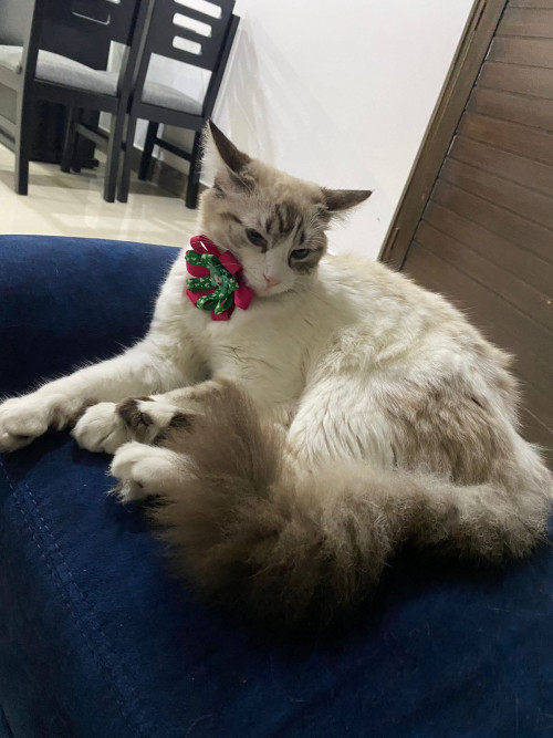 Milú 