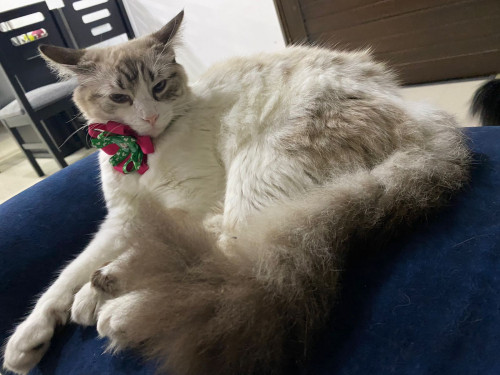 Milú 