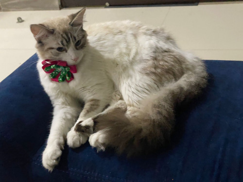 Milú 