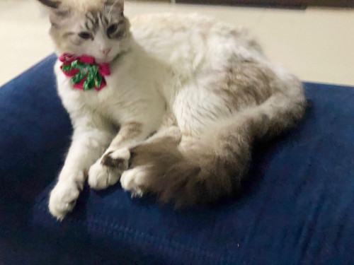 Milú 