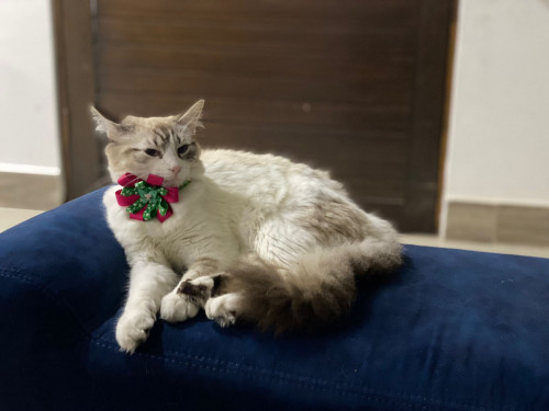 Milú 