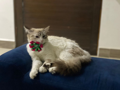 Milú 
