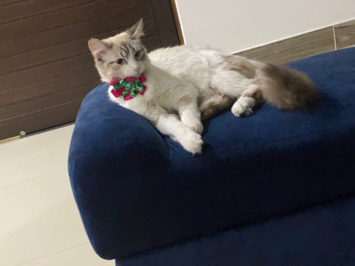 Milú 