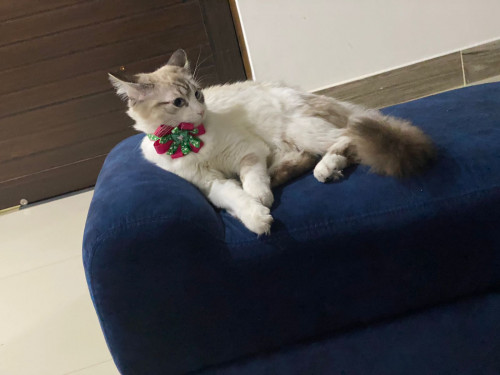 Milú 