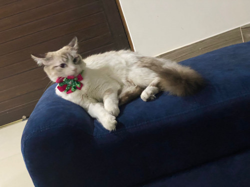 Milú 