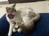 Foto de Milú  en Cali Valle del Cauca #7