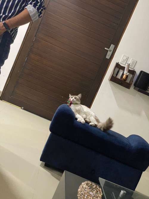 Milú 