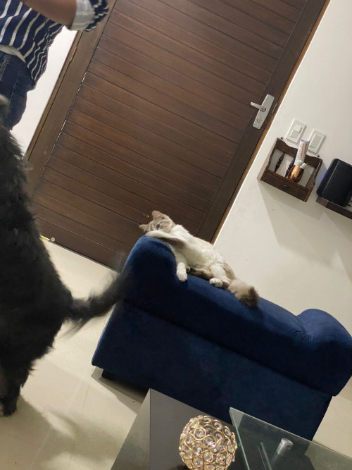 Milú 