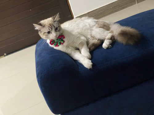 Milú 