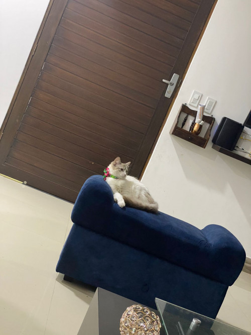 Milú 